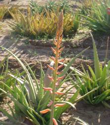 ALOE INFLORESCENCE